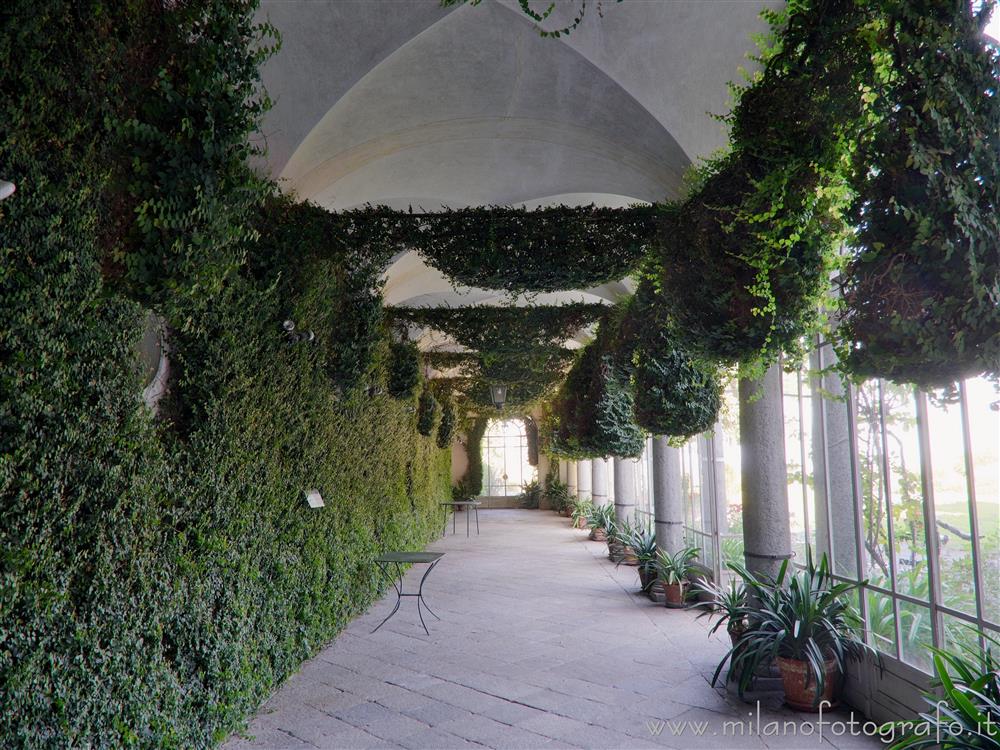 Biella (Italy) - 200 years old Ficus repens in the winter garden of La Marmora Palace
